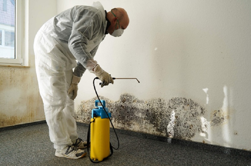 Mould Cleaning Types Of Mould And The Risks Of Mould In The Home